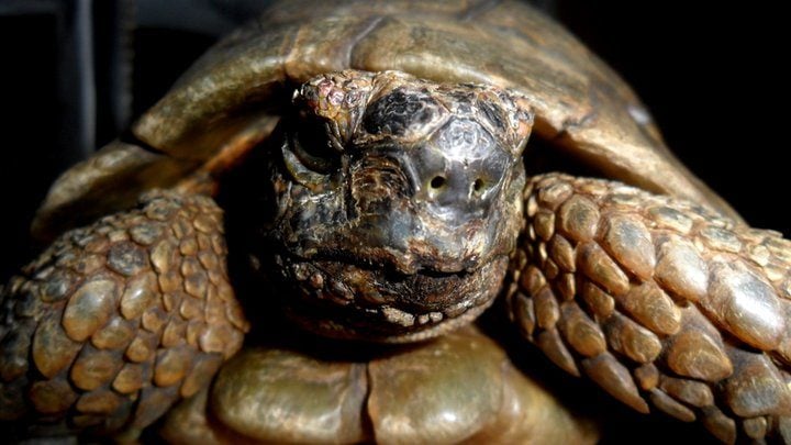 client tortoise insta
