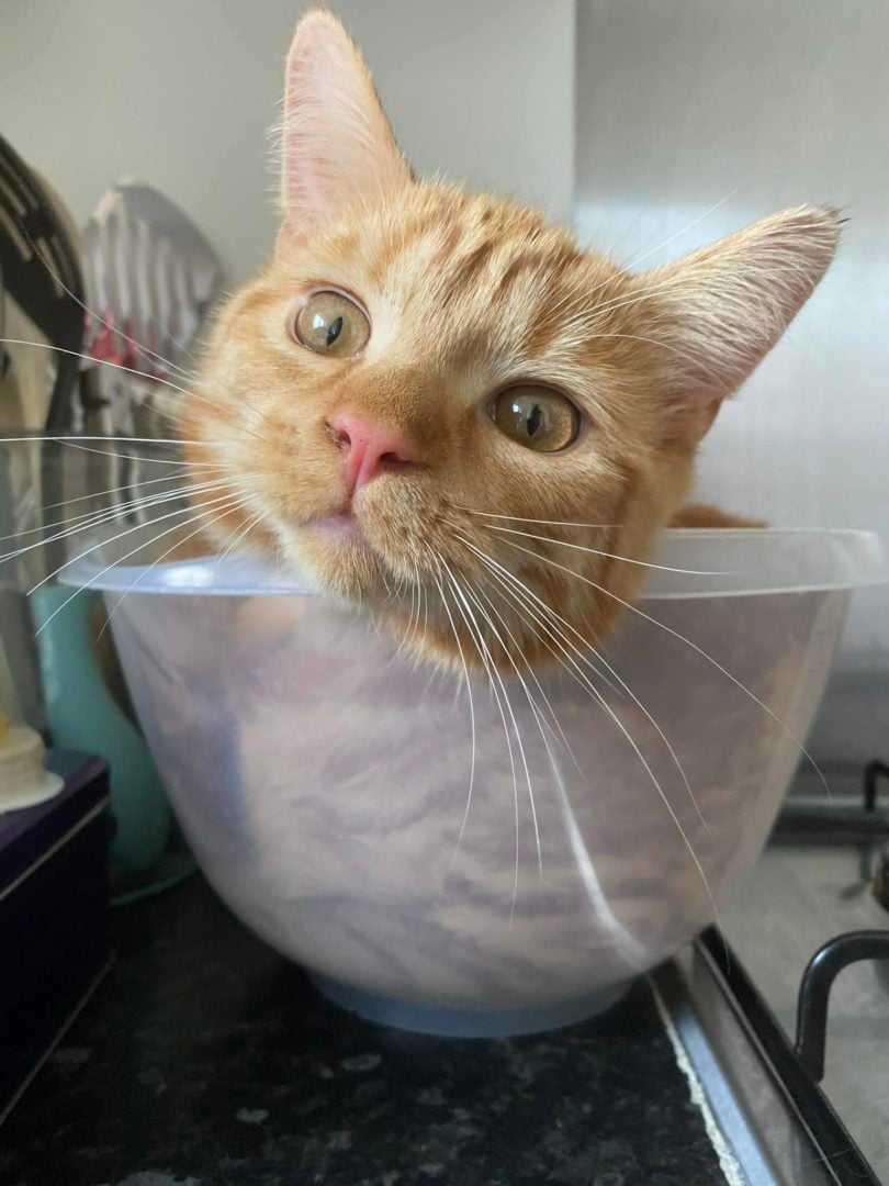 instagram reel cat
