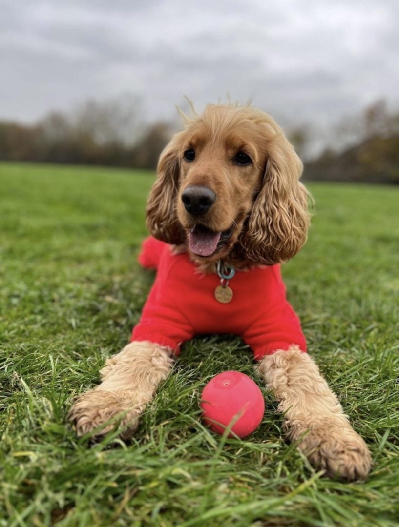 petshirt insta